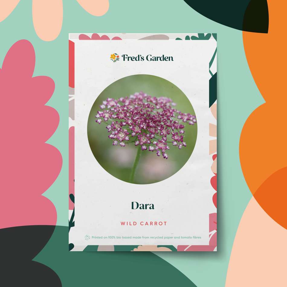 Vildmorot 'Dara' (frö)